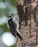 Downy Woodpecker 4818